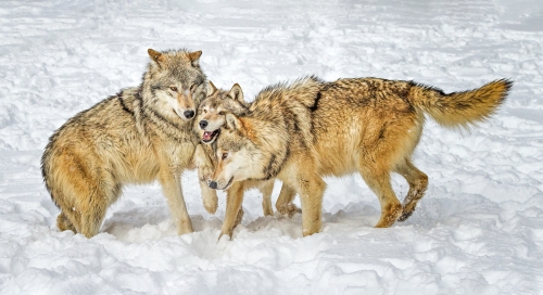 Young-Timber-Wolves-in-Montana by Alan Walker