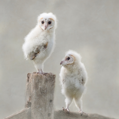 Young-Barn-Owls by Julie Walker