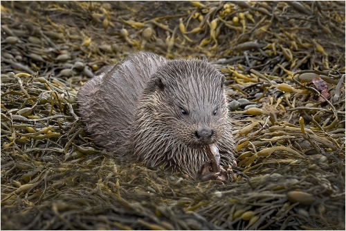 Otter-feeding-on-Butterfish by Carol Minks