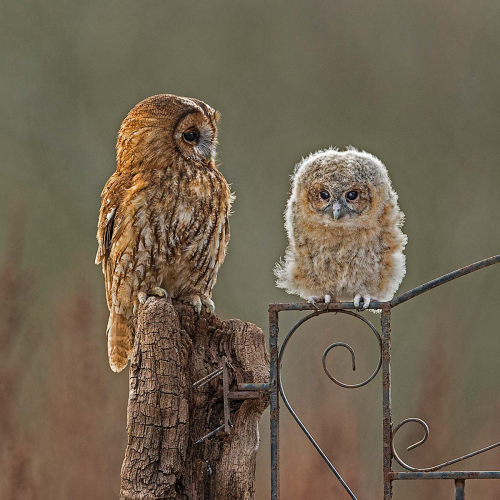 A-watchful-Eye by Pete Whieldon