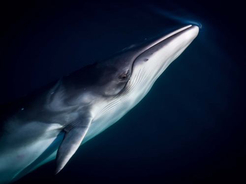 A-Minke-Whale by Simon Roberts