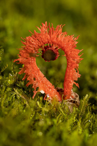 Anemone-Stinkhorn-Fungus by Tom Stenhouse