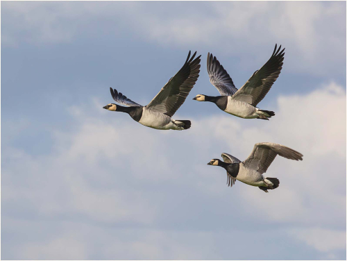 Barnacle-Geese-Flying-to-Pastures-New by Patricia Rayment