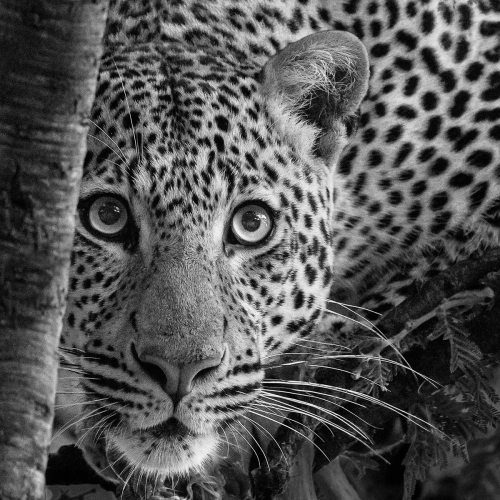 Leopard-Portrait by Julie Walker