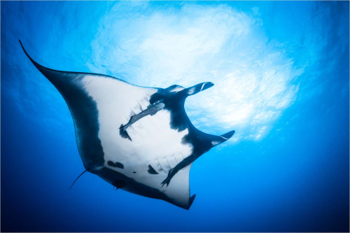 Giant-Pacific-Manta by David Carine