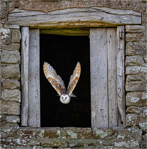Barn-Owl-Going-on-the-Hunt by Fred Bell