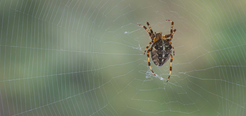 Cross-Orbweaver-Spider by Patricia Rayment
