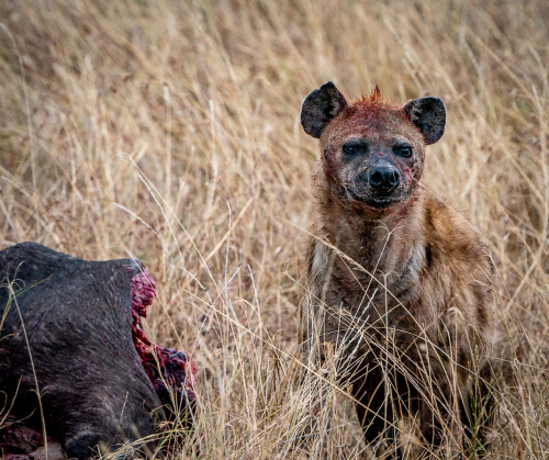 Bloody-Hyena by Mike Kidd
