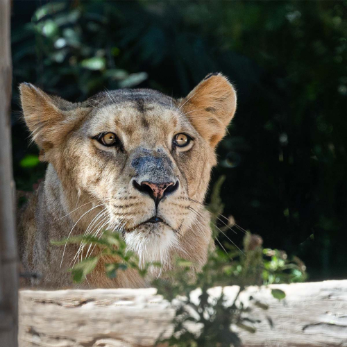 Curious-Cat by Marilyn Woodthorpe