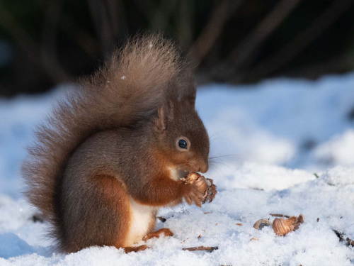 Snow-Squirrel by Richard Jakobson