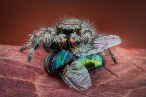 Phidippus-Regius-with-Prey by David Carine
