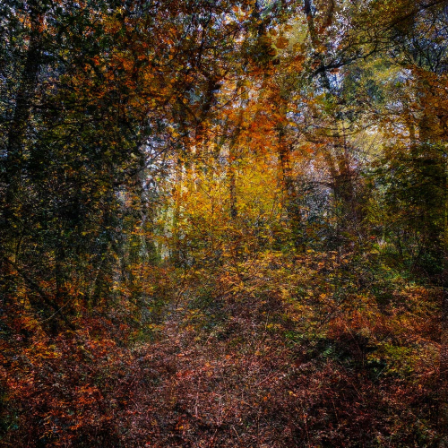 Through-The-Autumn-Wood by Keith Snell