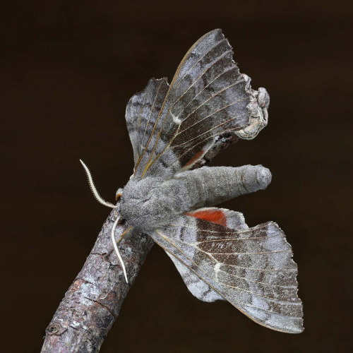 Poplar-Hawkmoth by Tony Marsh