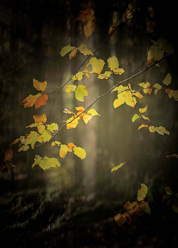 Woodland-Gold by Ann Healey
