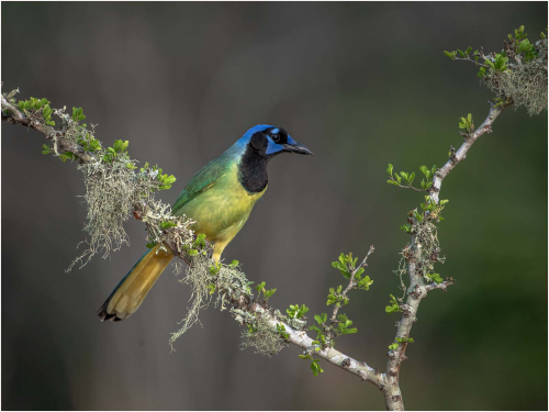 04-Green-Jay