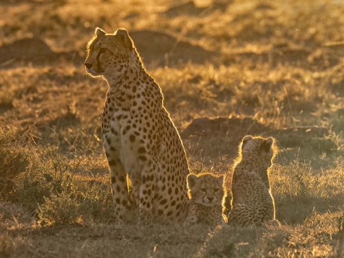 07-Cheetah-Family-at-Sunset