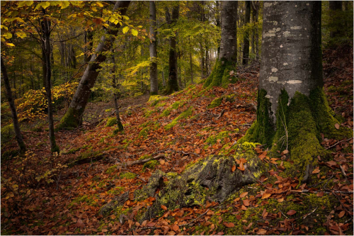 08-Autumn-Woodland