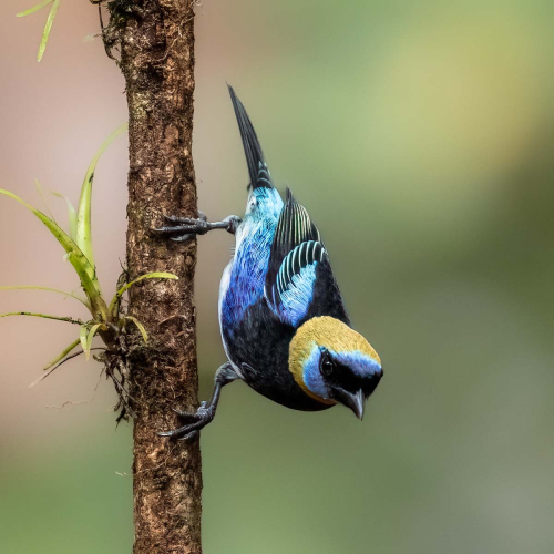 10-Golden-Hooded-Tanager