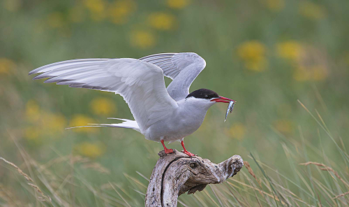 11-Arctic-Tern-with-Sand-Eel