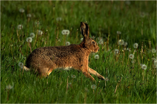 12-Brown-Hare