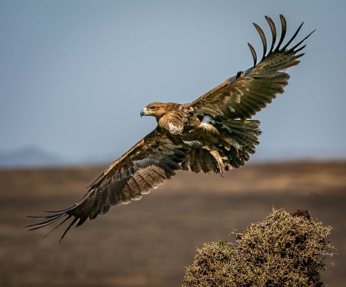 15-Tawny-Eagle-leaving-its-prey