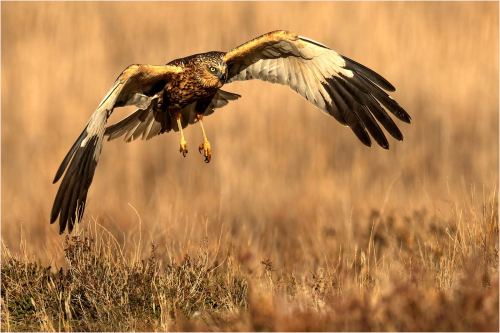22-Marsh-Harriers-early-morning-hunt