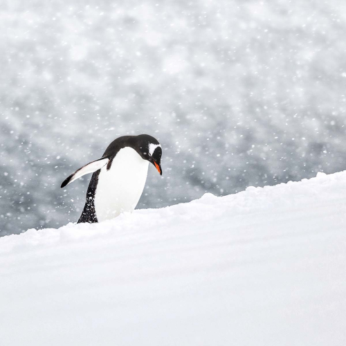 An-Uphill-Struggle-by-Keith-Snell