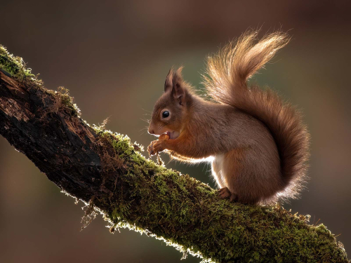 Backlit-Squirrel-by-Jeremy-Malley-Smith