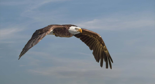 Bald Eagle in Flight by Jo Knight