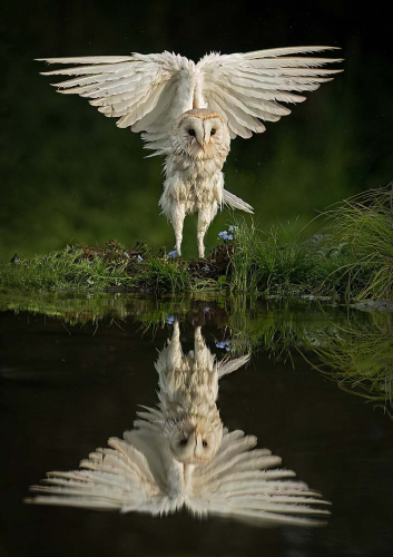 Barn-Owl-Reflection-by-Pete-Whieldon