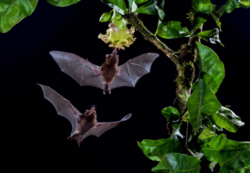 Bats-by-Simon-Roberts