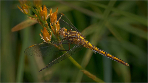 Black-Darter-by-Tony-Melling