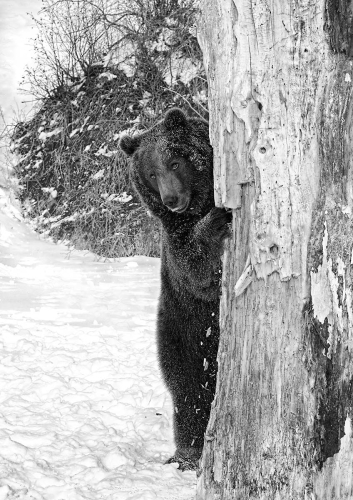 Brown-Bear-hiding-behind-Tree-by-Pete-Whieldon