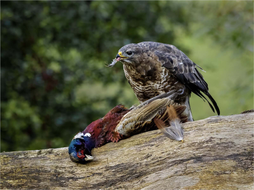 Buzzard-with-Prey-by-Ronnie Gilbert