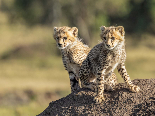 Cheetah-Cubs-by-Julie-Walker
