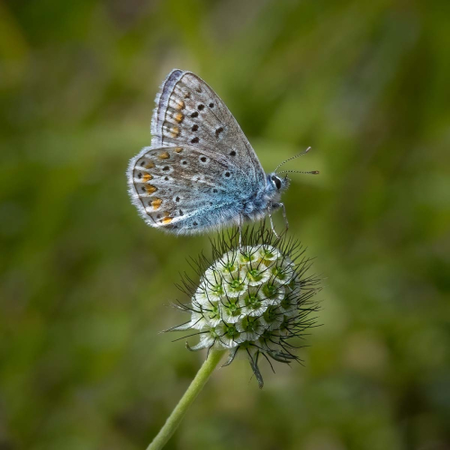 Common-Blue-on-Scabious-seedhead-by-Tony-Marsh