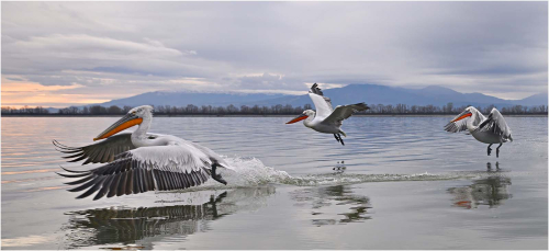 Dalmation-Pelicans-in-Flight-Predawn-by-Ronnie-Gilbert