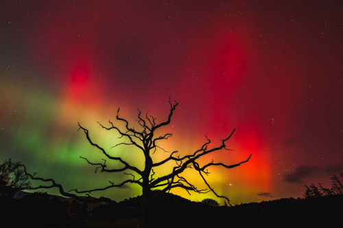 Dead-Tree-Aurora-by-Paul-Rathbone