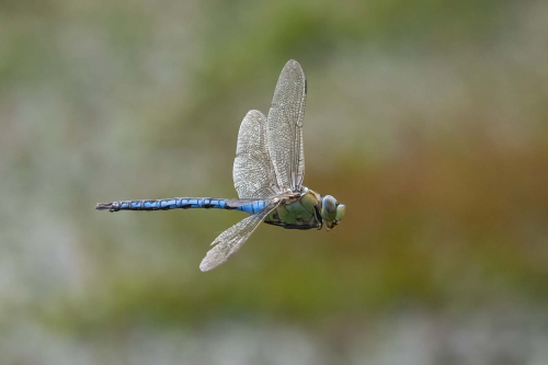 Emperor-Dragonfly-by-Tony-Marsh