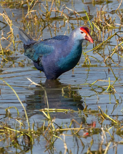 Grey headed-Swamphen-by-Tom-Stenhouse