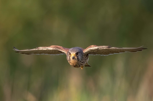 Male-Kestrel-In-Flight-by-Jeremy-Malley-Smith