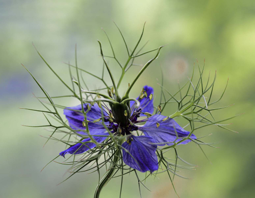 Nigella by Tricia Martin