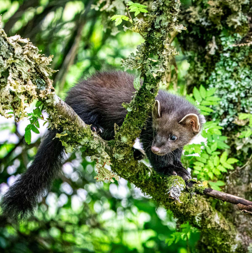 Pine-Martin-in-tree-by-Mike-Kidd