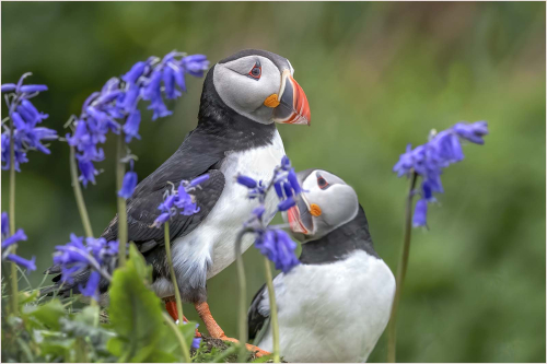 Puffins-among-the-Bluebells-by-Carol-Minks