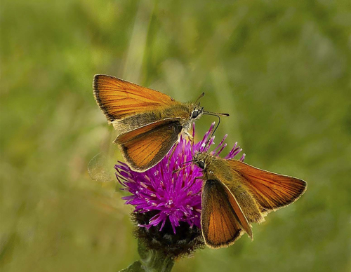 Small-Skipper-by-Tricia-Martin