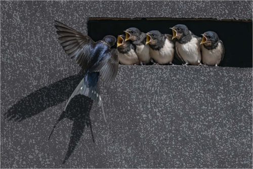 Swallow-feeding-time-by-Carol-Minks