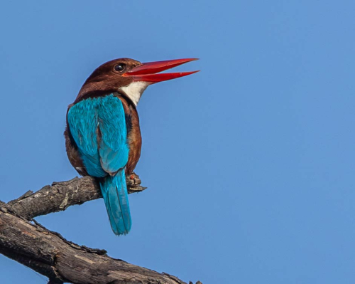 White-throated-Kingfisher-by-Tom-Stenhouse