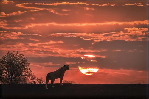 Fred Bell-African-Sunrise