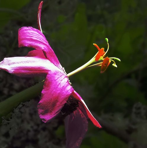 Phillip Cartwright-Banana-Passion-flower