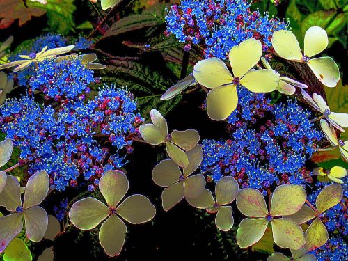 Phillip Cartwright-Hydrangea